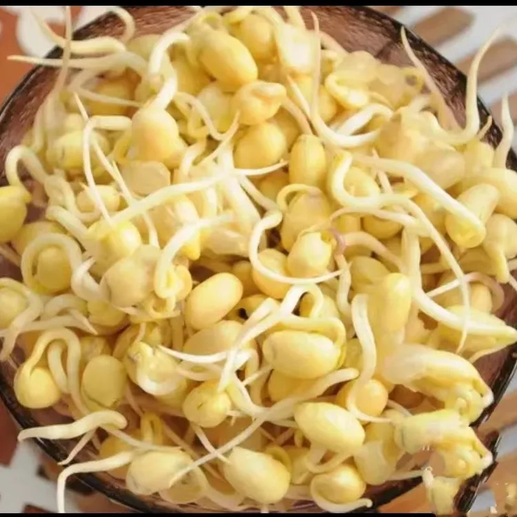 【顺丰空运】东北 黄豆芽 榨菜黄豆芽 黄豆芽炒肉农家自发 