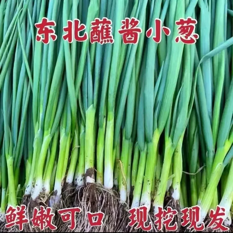 【顺丰包邮】东北小葱 鲜嫩 脆 现摘现发对折发货2斤