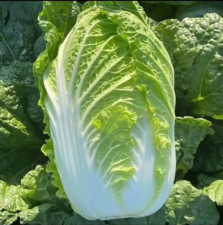 【顺丰包邮】东北大白菜 黄心白菜，包心大白菜脆嫩4斤