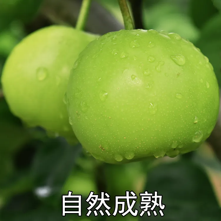湖北翠玉梨皮薄青梨水果现摘水晶梨香梨新鲜水果应季脆甜皮薄