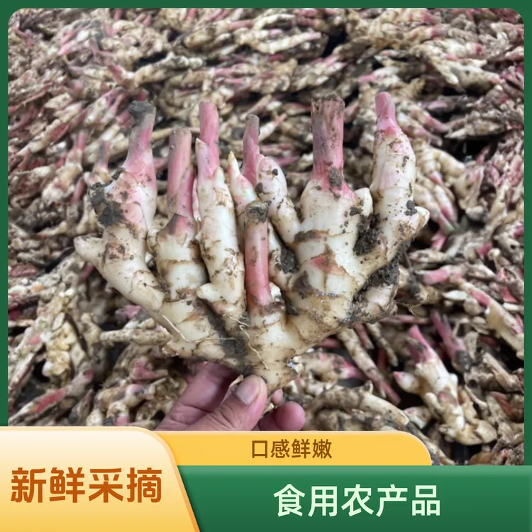 （小姨）广西新鲜红芽嫩姜子姜生姜3-9斤当天挖当天发
