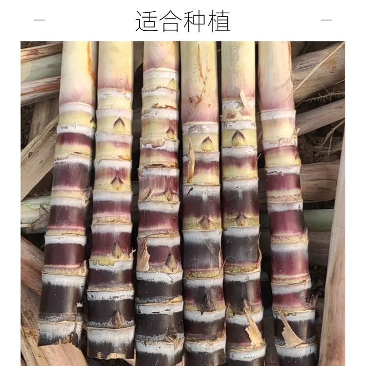 （甘蔗种）广西黑皮水果甘蔗种合适南北方种植