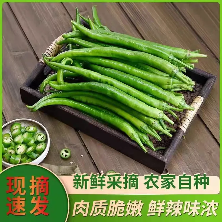 2024青辣椒新鲜蔬菜二荆条4斤整箱农家中特辣线椒现摘长辣椒青椒