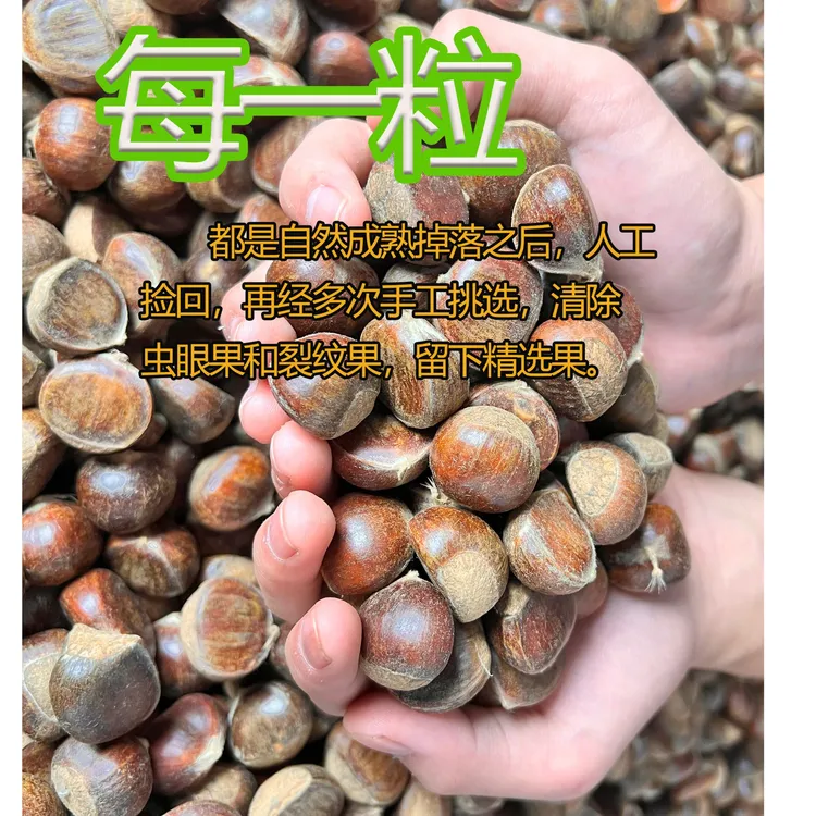 2025新鲜神农架深山小毛栗3斤/5斤装小毛栗子生吃清脆煮熟香糯