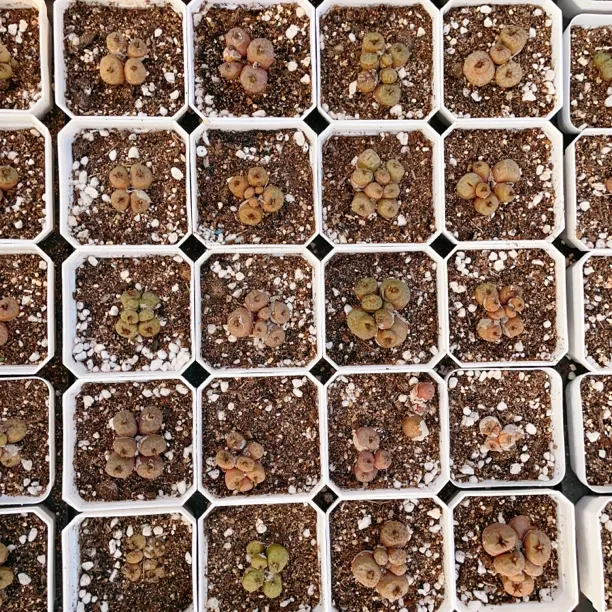 （脱土）大年份群生烧卖福利多肉植物混合肉锥番杏景天懒人绿植