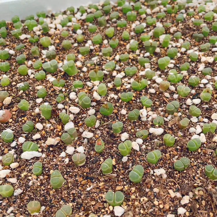 极窗风铃玉母本多肉植物番杏肉锥