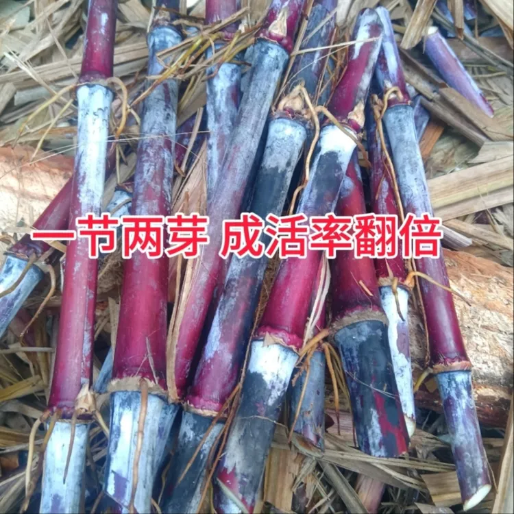 养猪牧草种养牛的草红象草甜象草高产巨菌草新型皇竹草四季鲜牧草