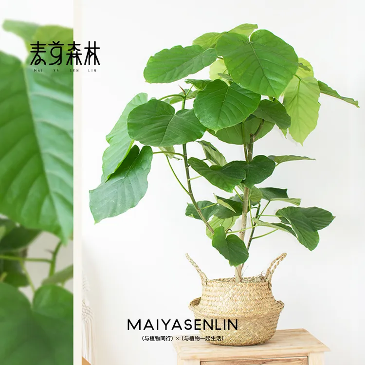 落地爱心榕盆栽绿色茂盛植物大叶四季好养易活型基地