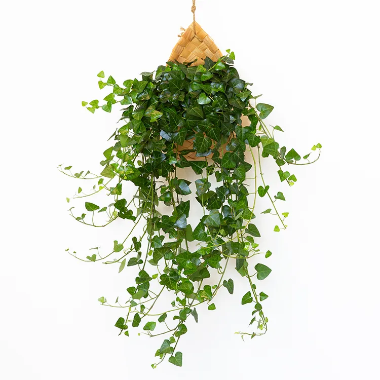 【心叶常春藤】室内垂吊植物爱心常春藤吊兰盆栽净化空气除甲醛挂墙