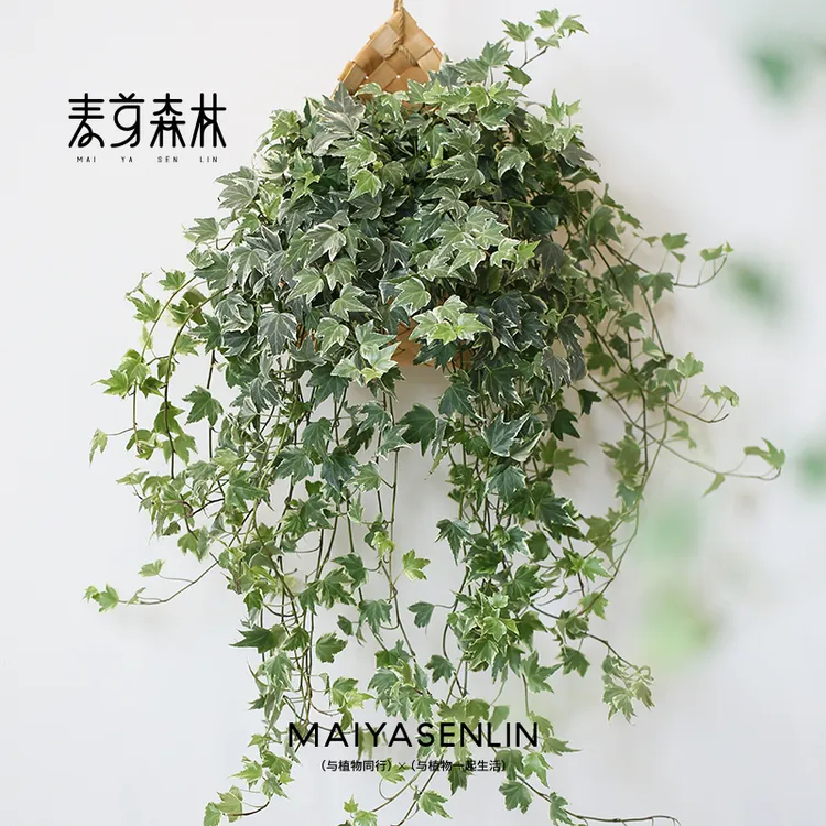 【花叶新款】常春藤季节精选新手懒人绿植垂吊创意室内阳台花园造型