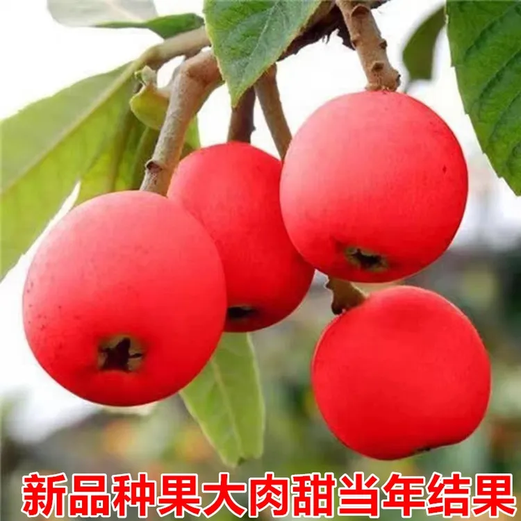 枇杷树苗无籽苗红肉无核砂糖枇杷苗新品南北方种植抗旱耐寒果树苗