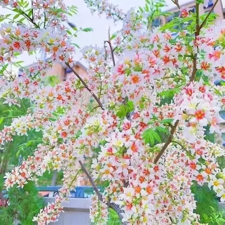 文冠花状元花树苗文冠树多色浓香型状元花室内外阳台庭院盆景耐寒