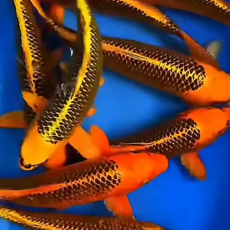 锦鲤之美纯种金松叶锦鲤黄松叶古铜金松活体观赏鱼