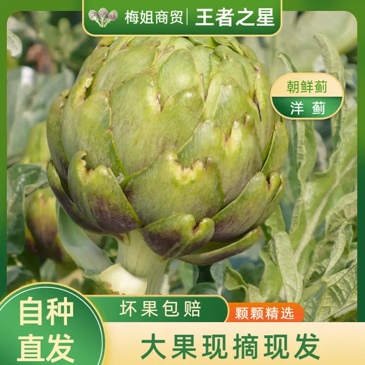【王者之星大果】云南特产种植新鲜洋蓟朝鲜蓟食材营养蔬菜现摘现发