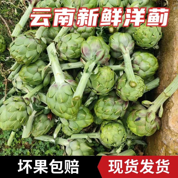 【2斤洋蓟混发】云南特产新鲜王者之星朝鲜蓟食材营养蔬菜现摘现发