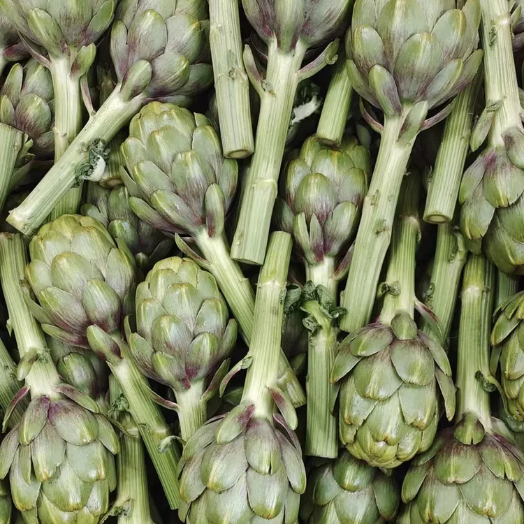 【4斤洋蓟混发】云南特产新鲜王者之星朝鲜蓟食材营养蔬菜现摘现发
