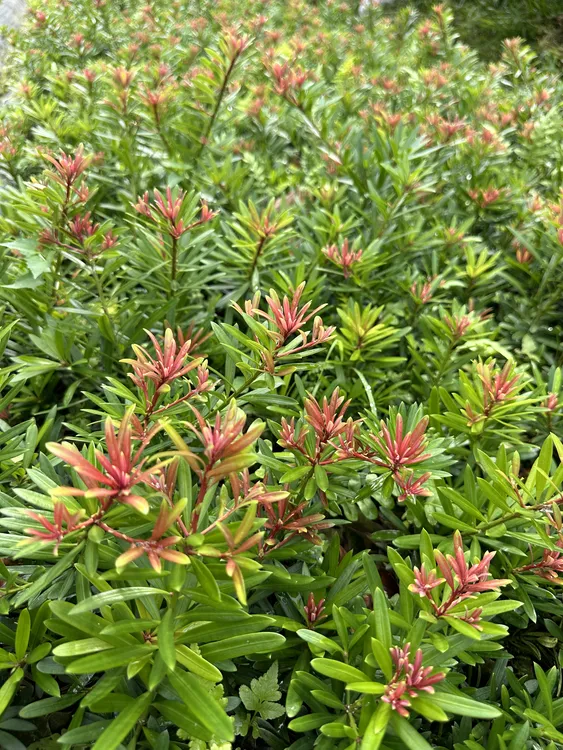 海岛红牙太子妃罗汉松-无纺布袋原生 M