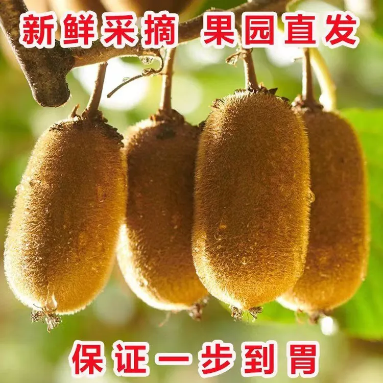 乌蒙山农村味道高山猕猴桃奇异果基地直销人气特卖5斤装现摘包邮