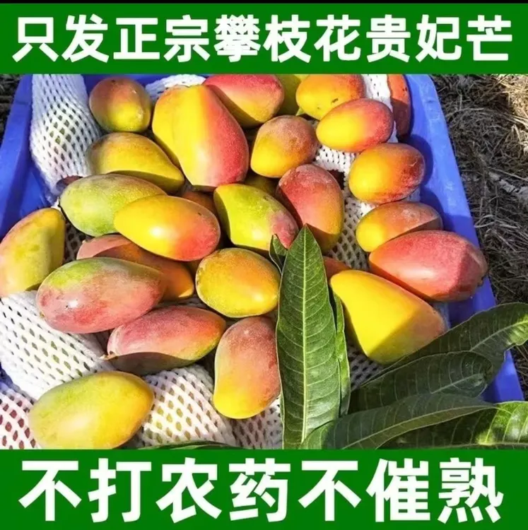 正宗攀枝花贵妃芒果核薄肉厚爆甜多汁应季新鲜水果
