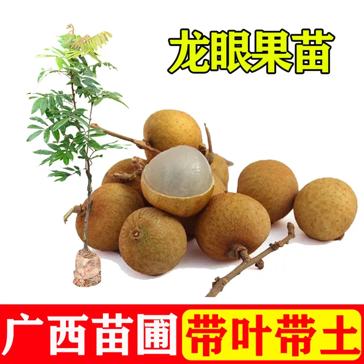 包邮嫁接龙眼苗桂圆苗四季双季龙眼苗果树苗庭院种植盆栽带土带叶
