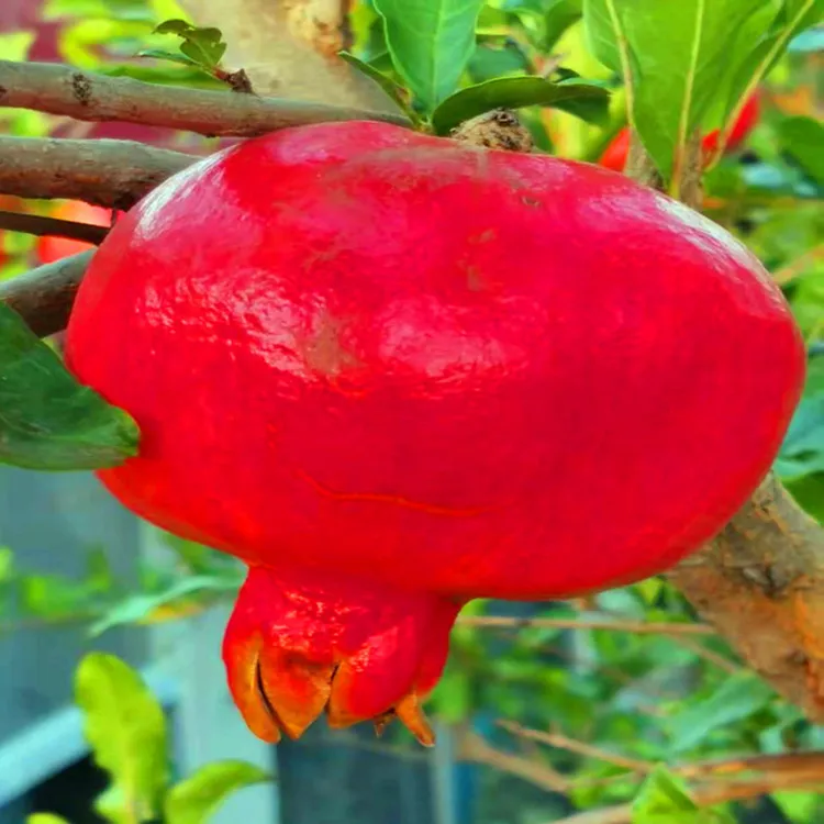 大红袍石榴树庭院果树嫁接软籽蒙阳红石榴树盆栽地栽南方北方种植