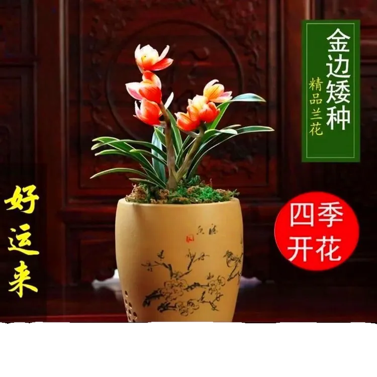 四季开花【好运来】浓香型金边矮种兰花苗绿植盆栽阳台花卉