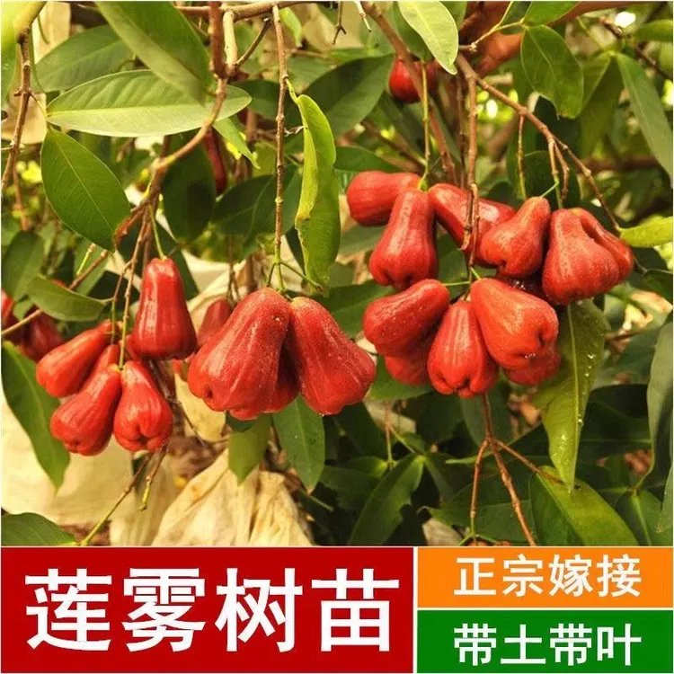 莲雾树苗嫁接黑金刚大叶红莲雾果树苗带土带叶黑糖芭比莲雾苗