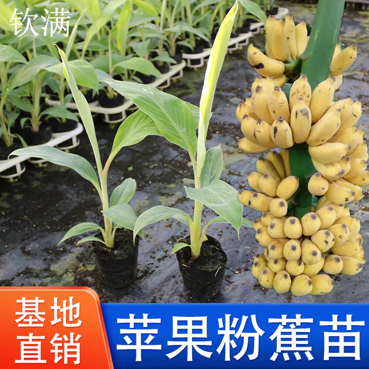 苹果粉蕉苗皇帝蕉苗威廉斯B6红香蕉苗金粉一号粉蕉苗西贡蕉