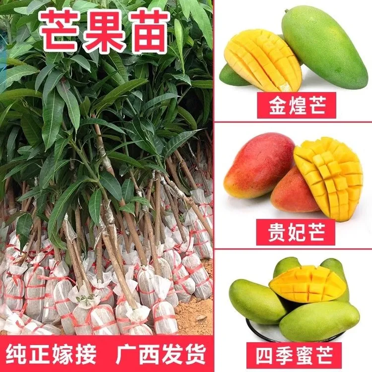 芒果树苗金煌芒四季芒澳芒台农贵妃桂七芒果苗嫁接苗带土当年结果