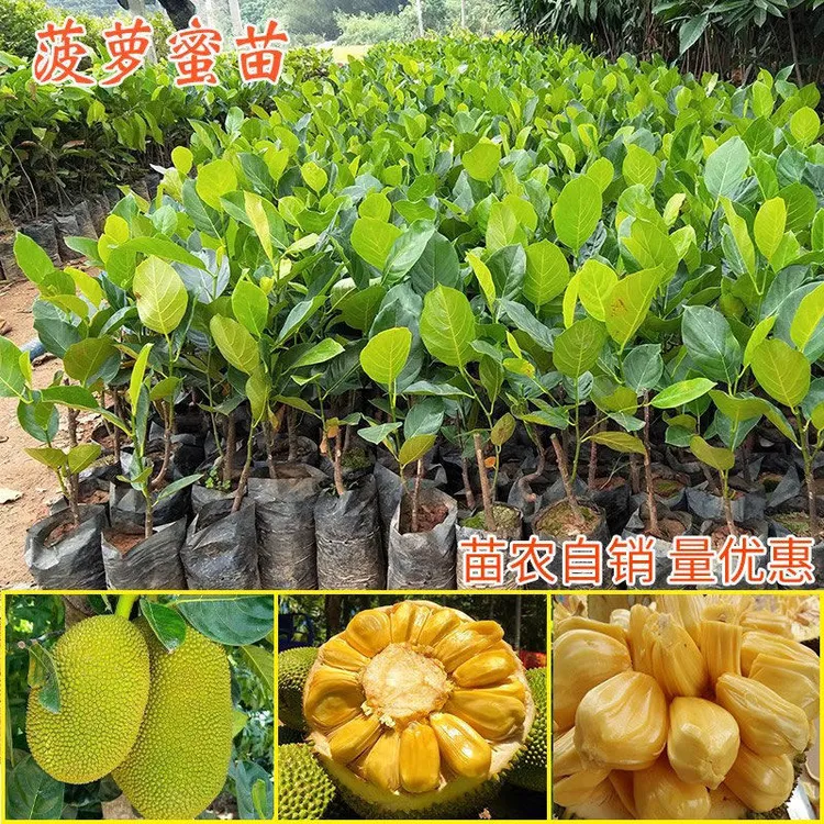 菠萝蜜树苗嫁接泰8红肉12马来西亚1号庭院木带土菠萝蜜苗