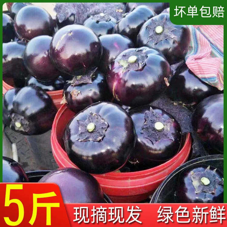 山东新鲜圆茄子农家种植现摘现发坏果包赔净重4.5斤包邮农产品