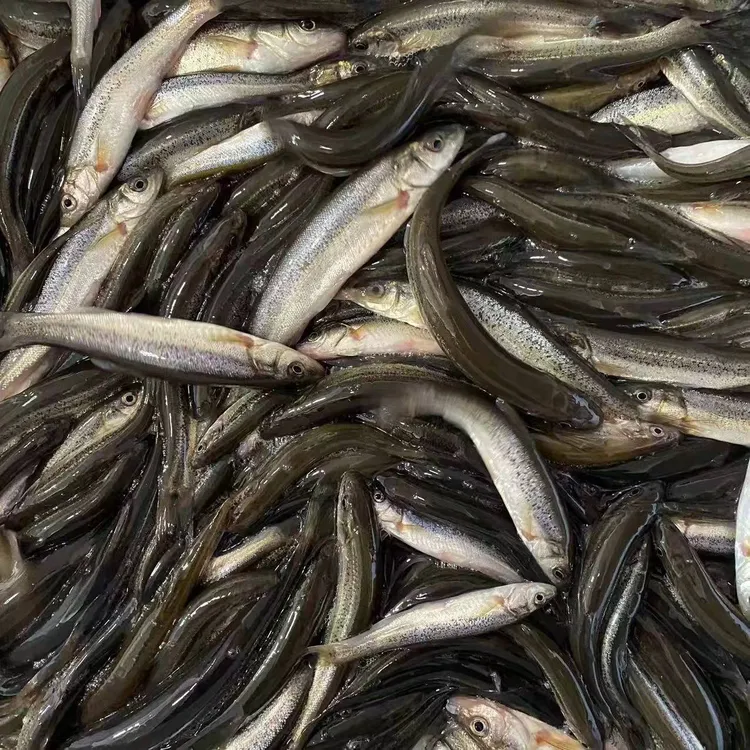 东北河鲜土特产野生小柳根鱼（里面个别会有杂鱼）