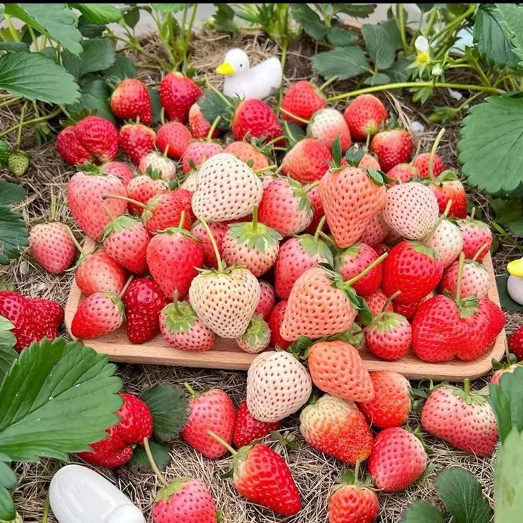 【精品苗+穴盘苗】新手草莓苗奶油天仙醉红颜黑珍珠盆栽地栽爆根