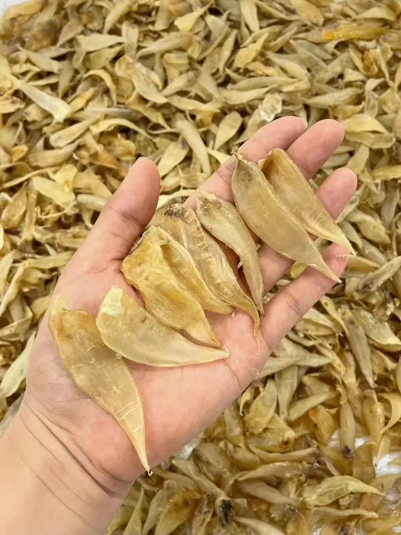 本地豆仁胶老胶450多头