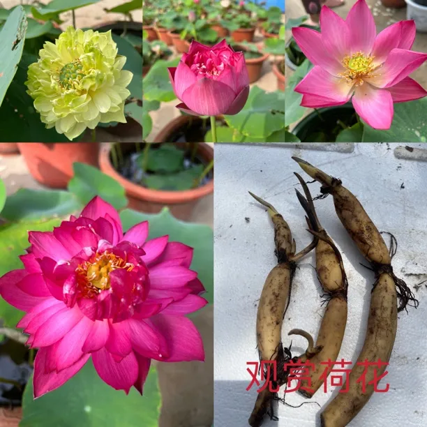 大型观赏荷花种藕苗 莲藕种苗 盆栽荷花种根苗 荷花莲藕苗莲花苗