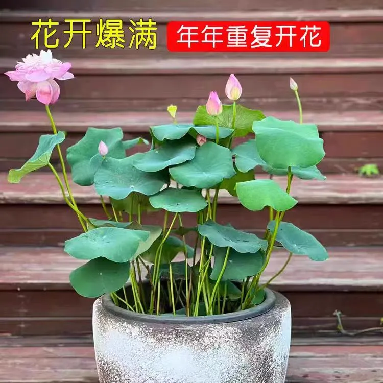 碗莲种藕中小型荷花种苗根茎带芽室内外花卉