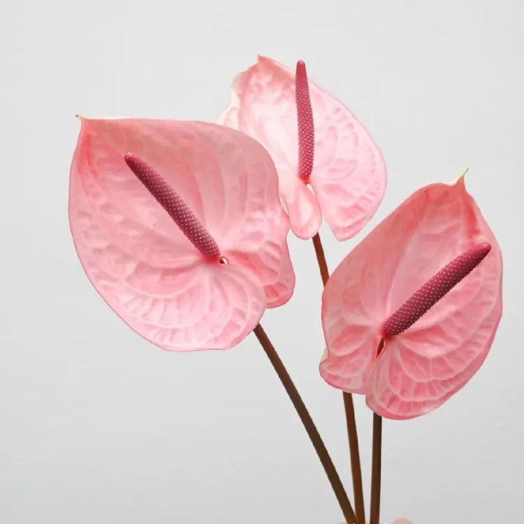 精品粉色鲜切掌水培鲜花易养护花期长办公室客厅插花红掌花超大