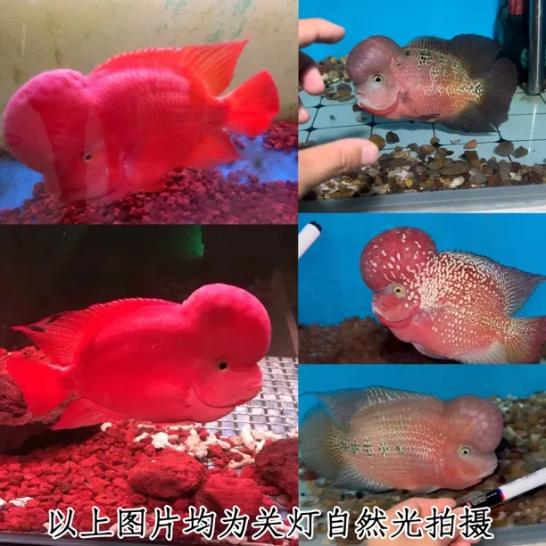 罗汉鱼直播间挑选亚成一条（拍对应编号 客服备注）