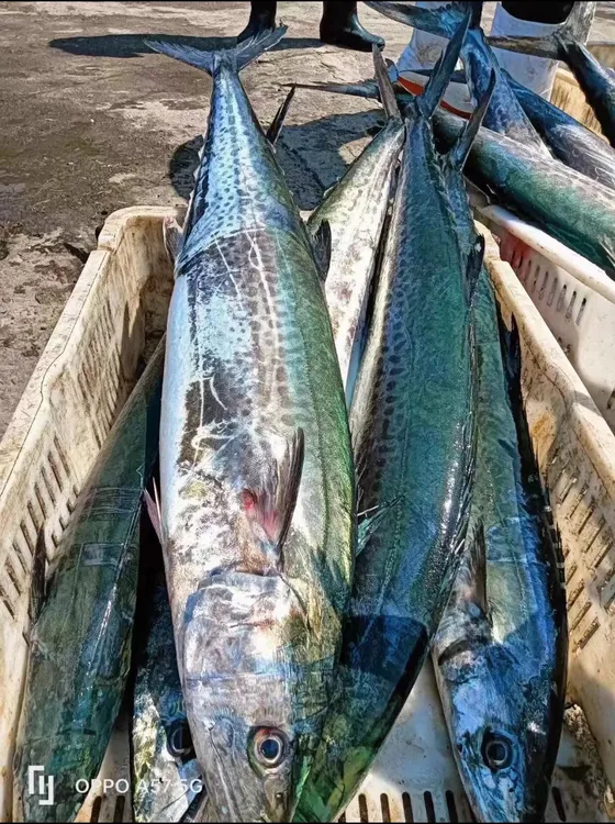 青岛特大鲅鱼 每条6-20斤 马鲛鱼 新鲜速冻发货