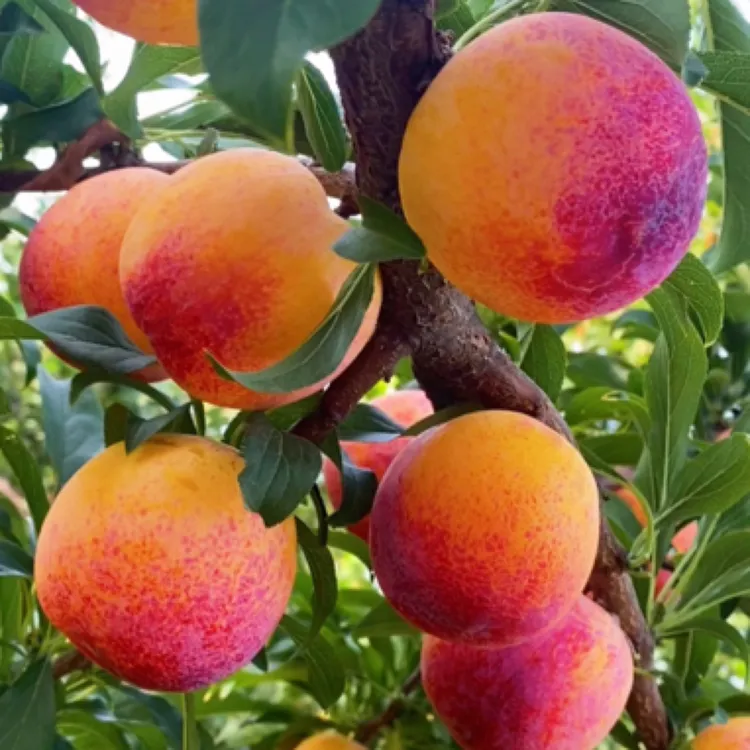 晚熟抗寒国峰7号李子苗南北方种植品种纯正基地直发