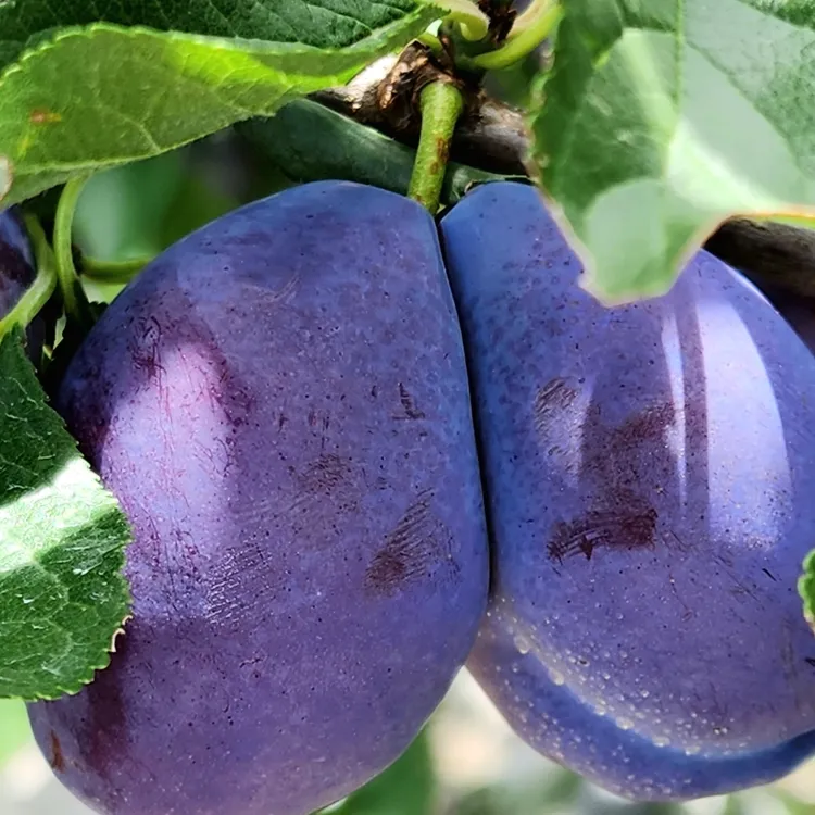 优质四川汶川西梅 2/3/5/8斤 新鲜采摘 爆甜多汁产地直发包邮