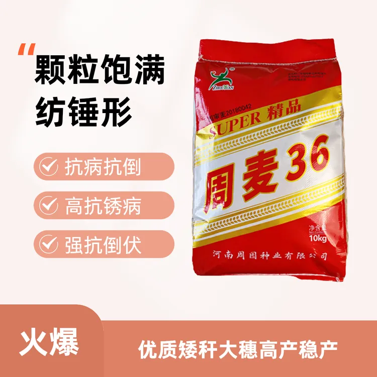 周麦36国审麦高产抗旱麦种子抗倒伏抗病抗冻耐热品种周园种业