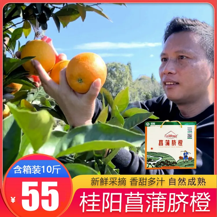 湖南香甜多汁脐橙 新鲜采摘 桂阳菖蒲脐橙 生态种植橙心橙意