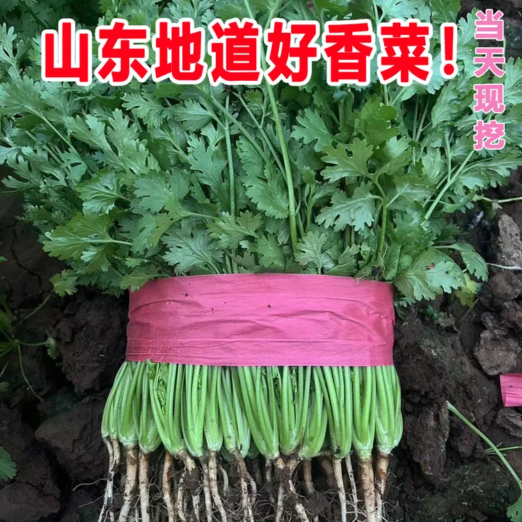 新鲜带根香菜农家自种现挖鲜蔬菜小芫荽调味菜火锅配菜提鲜小叶菜