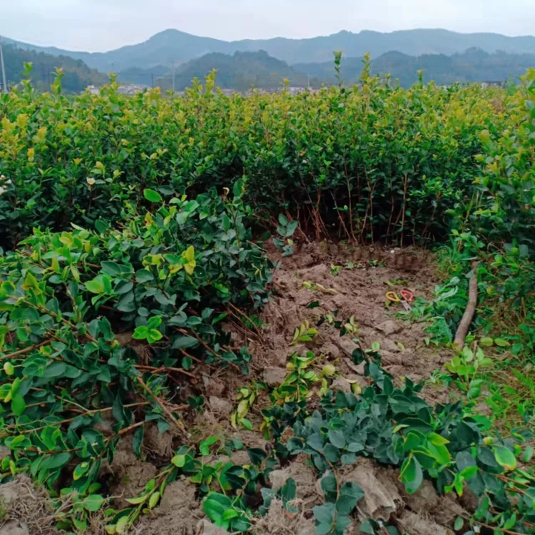 长林系列高产嫁接油茶树苗两年生营养杯苗100棵