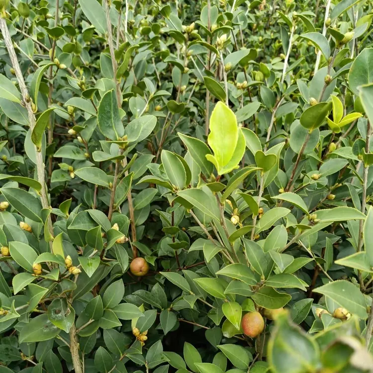 三年生高产油茶树苗裸根苗桃金娘100棵绿植高市早苗