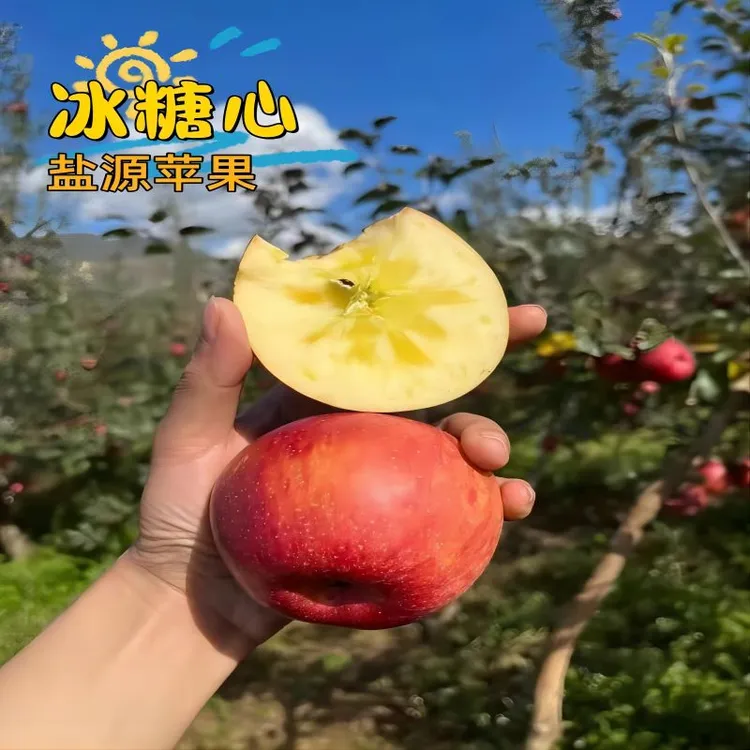 【现摘头茬】四川大凉山精品农家现摘重量发货快递苹果冰糖心新鲜