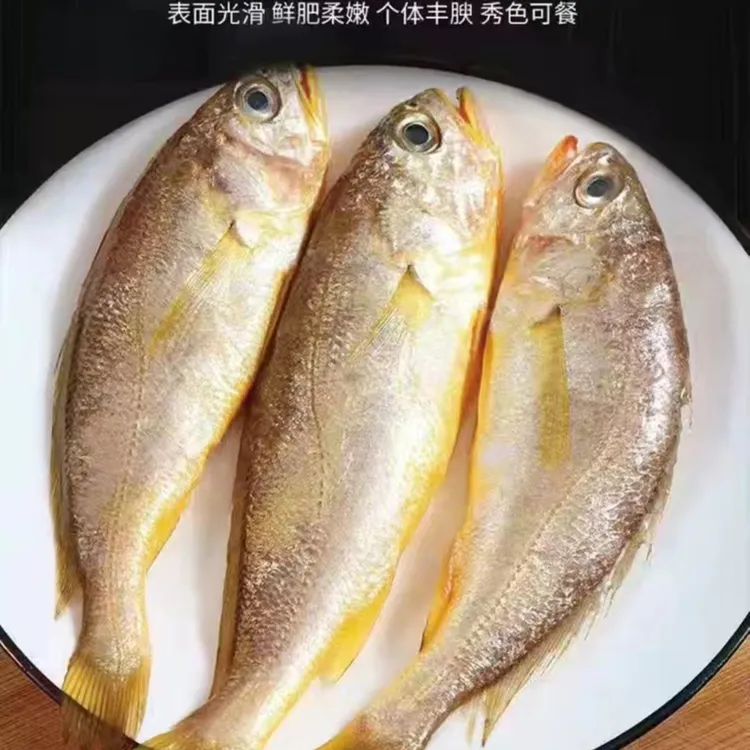 连云港  野生海捕新鲜黄花鱼4斤（规格斤数现场直播间为准）