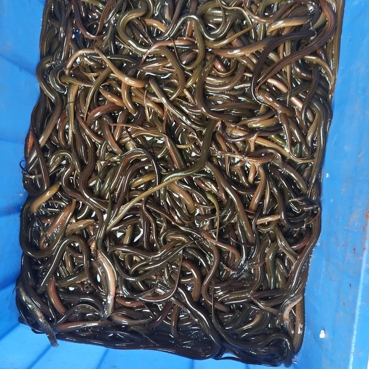 四川省稻田鳝鱼苗 活体黄鳝苗 大鳝鱼 淡水养殖鳝苗活体包邮