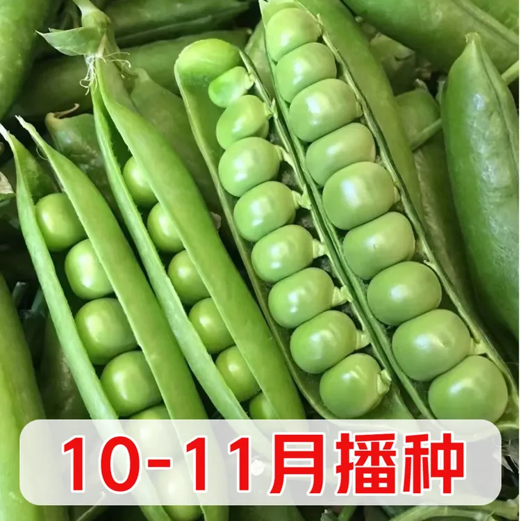 【当年新种】甜豌豆种子 种籽甜脆豌豆豌豆种耐寒冬季四季豆仁荚
